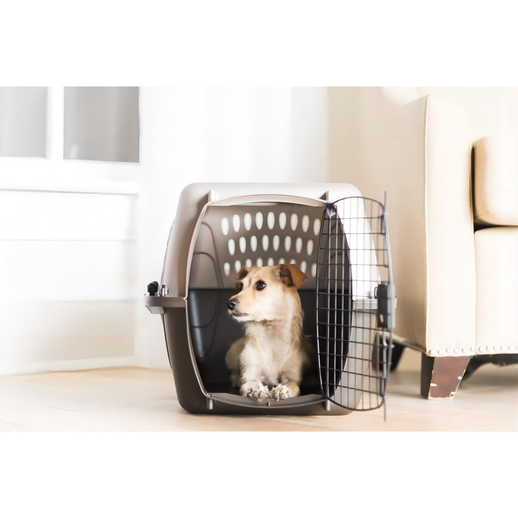 Top loading pet outlet carrier